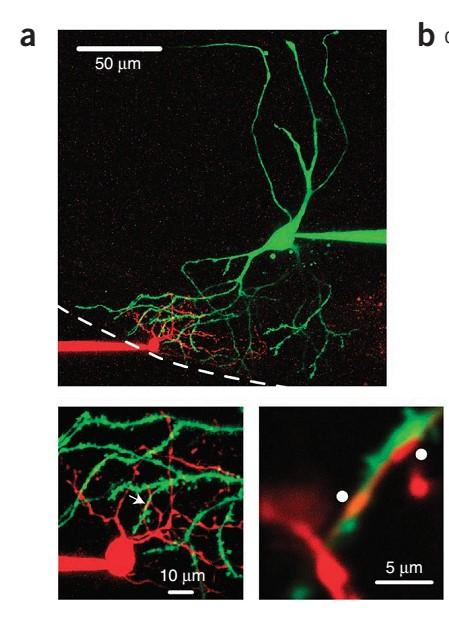 Neurônios