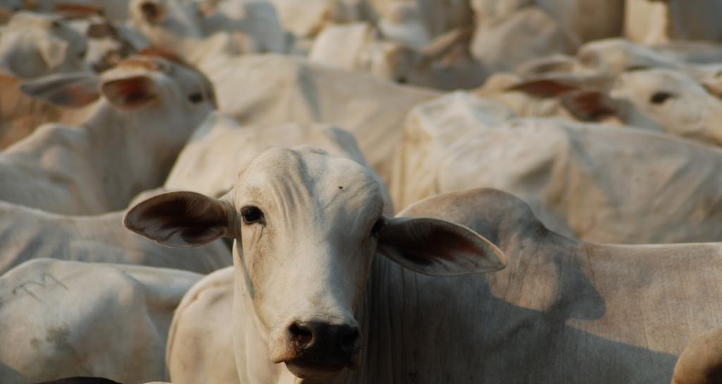 PIB DO do Agronegócio Brasil JULHO/2018 AGRONEGÓCIO NOVAMENTE, PIB DO AGRONEGÓCIO APRESENTA ESTIMATIVA DE ALTA EM JULHO O Produto Interno Bruto (PIB) do agronegócio brasileiro, calculado pelo Centro