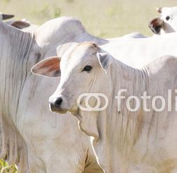 cana seguem os valores dos produtos finais da cadeia sucroenergética (açúcar e etanol), sendo esses pressionados para baixo pelo recuo relevante nas cotações do açúcar no ano, como destacado em