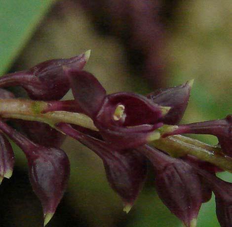 3 31 Epidendrum