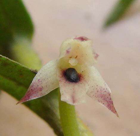 arbuscula (Lindl.