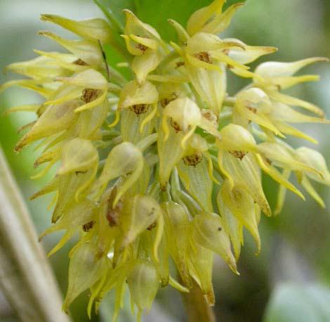ruscifolia (Jacq.) R.