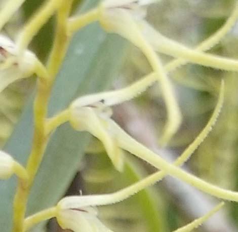 sclerophylla (Lindl.