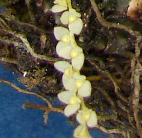 gibbosa Rchb.f.
