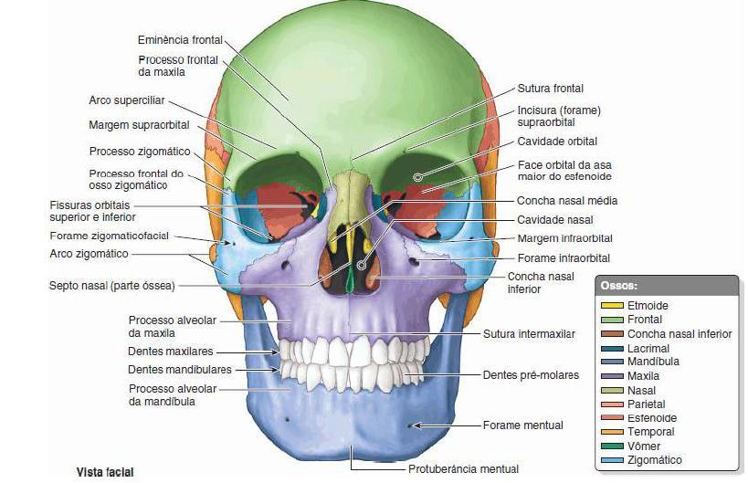 Esqueleto da cabeça: CRÂNIO Viscerocrânio