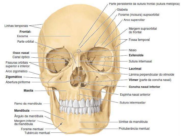 Esqueleto da cabeça: CRÂNIO Vista frontal Frontal,
