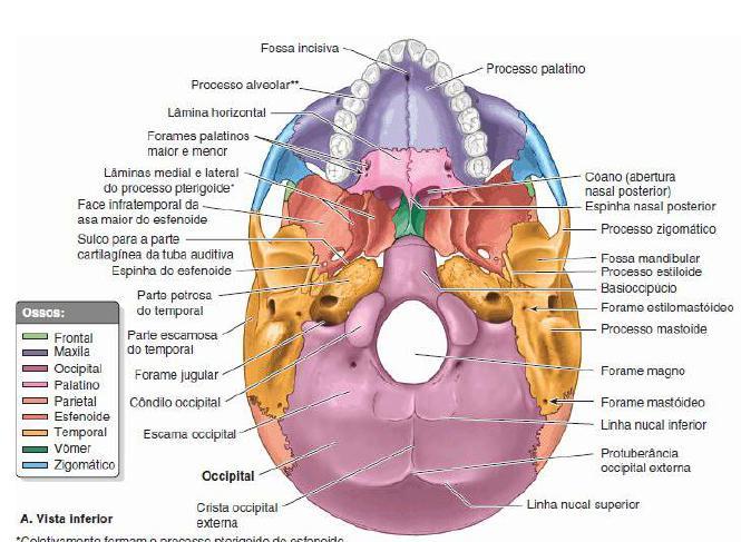 Esqueleto da cabeça: CRÂNIO Vista inferior da base do crânio: arco
