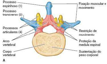 osso trabecular