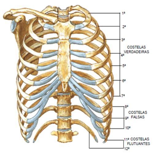 Tórax CAIXA TORÁCICA (12 pares de costelas e cartilagens costais associadas, 12 vértebras torácicas e os discos