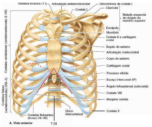 Tórax CAIXA TORÁCICA Cartilagens costais (prolongam as costelas anteriormente e contribuem para a elasticidade da parede torácica).