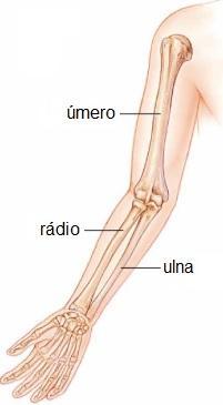 Aula 3- Generalidades do sistema ósseo Classificação dos ossos Dimensional (comprimento, largura ou