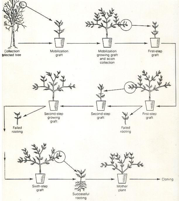 REJUVENESCIMENTO ENXERTIAS SUCESSIVAS PLANTA MATRIZ ENXERTIA CRESCIMENTO DO ENXERTO E FORMAÇÃO DE BROTOS 1a. ENXERTIA BROTAÇÃO DE 2a.