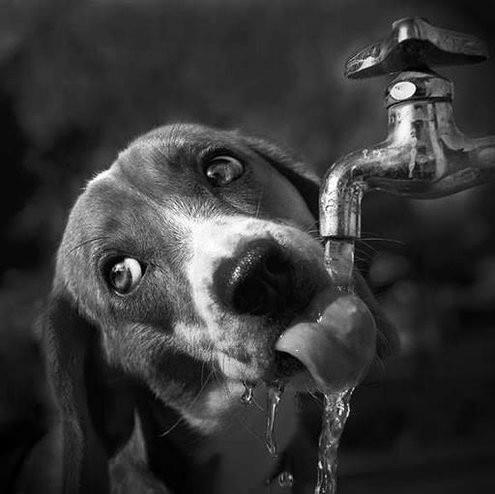 5 DICA NÚMERO 2 o Tá com sede, bebe água!!! Fique atento à quantidade de água que seu cachorro consome: beber água demais ou de menos também pode indicar um problema de saúde.