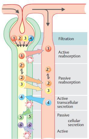 SECREÇÃO TUBULAR Movimento de água e solutos do plasma dos capilares