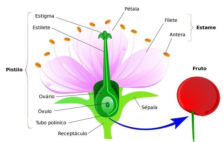 Morfologia da flor Conjunto de folhas modificadas que possuem funções reprodutivas; Verticilos florais: Cálice: conjunto de sépalas (proteção); Corola: conjunto de pétalas (atração);