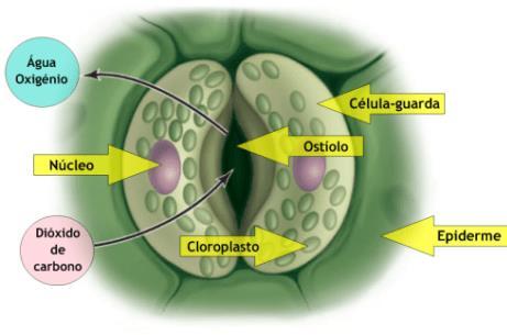 Aclorofilada Anexos: cutícula, tricomas, acúleos e estômatos Transpiração