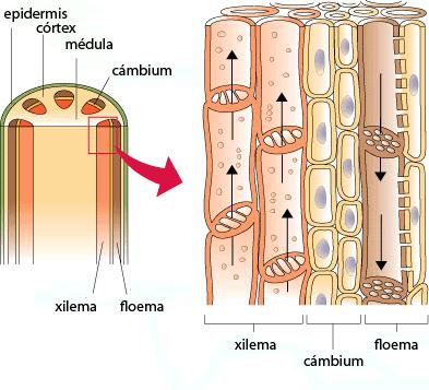 Permanentes de condução Cambio vascular: Xilema (dentro) Floema (fora) XILEMA (LENHO) Seiva bruta (água e sais minerais) Raiz folhas ( xobe )