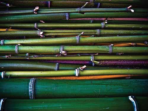 O que mais o lenhador precisa saber Bambú? 1) Como lenhador você será o responsável pela procura, corte e preparação do material para as pioneirias.