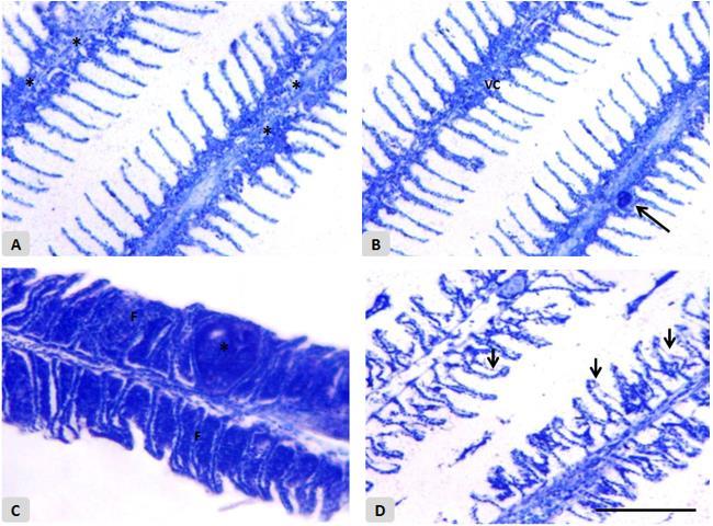 As alterações histológicas encontradas incluíram destacamento do epitélio de revestimento da lamela secundária, micro hemorragias, infiltração de células inflamatórias nos filamentos, desorganização