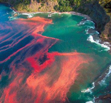 locomoção; A espécie Noctiluca milliaris é conhecida por realizar bioluminescência.