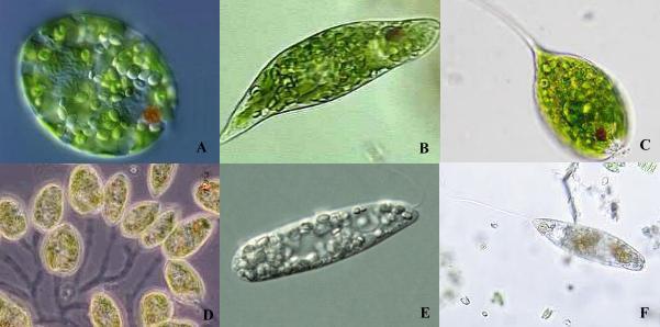 Filo Euglenophyta Coloração verde (clorofila A e B), caroteno e xatofila;