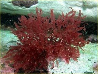 Algas multicelulares; Filo Rhodophyta Cor avermelhada, devido pigmentos
