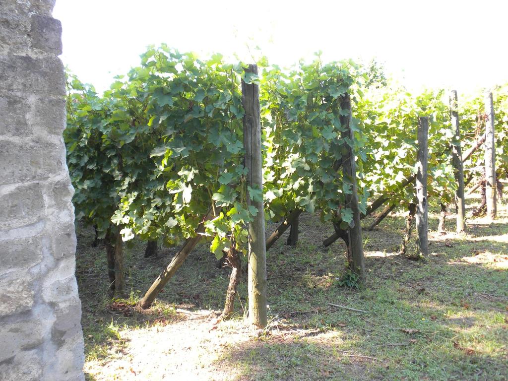 Uvas das variedades antigas da Região da Campania: Vitis