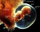 A membrana Amniótica é interna em relação ao feto, é mais fina e