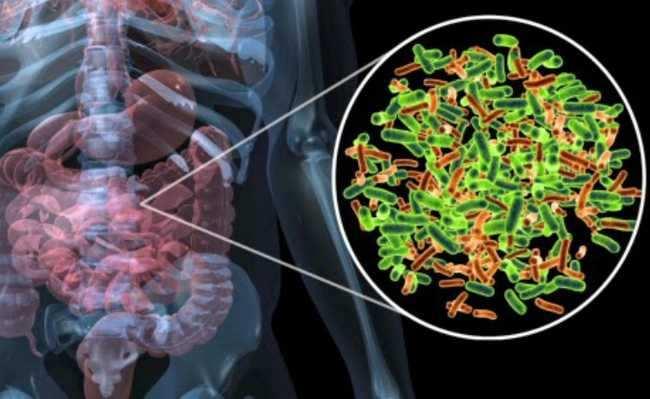 11 Portador É o mesmo que hospedeiro. Termo usado em microbiologia para designar aquele que alberga em si o MO.