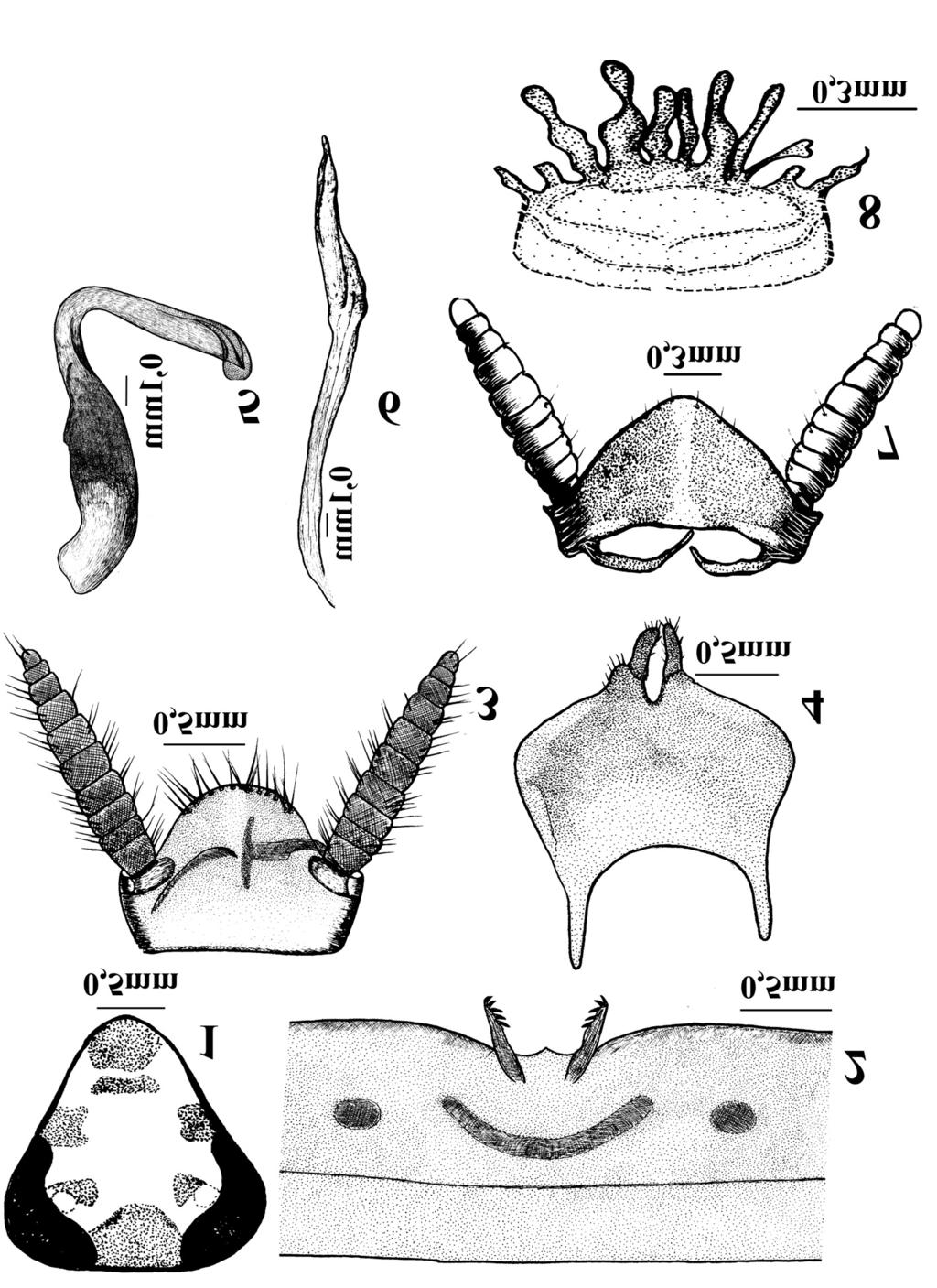 Espécies novas de Ischnoptera (Blattellidae, Blattellinae).