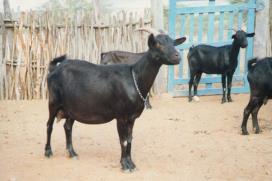 Carne e pele Nordeste brasileiro Descendente da Murciana Preta