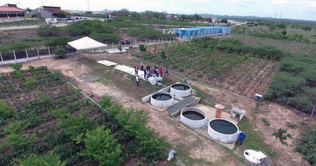 Tecnologia criada inicialmente para o saneamento básico pode superar gargalos hídricos do Sertão para a criação de novos arranjos produtivos bioeconômicos através da planta e seu reflorestamento