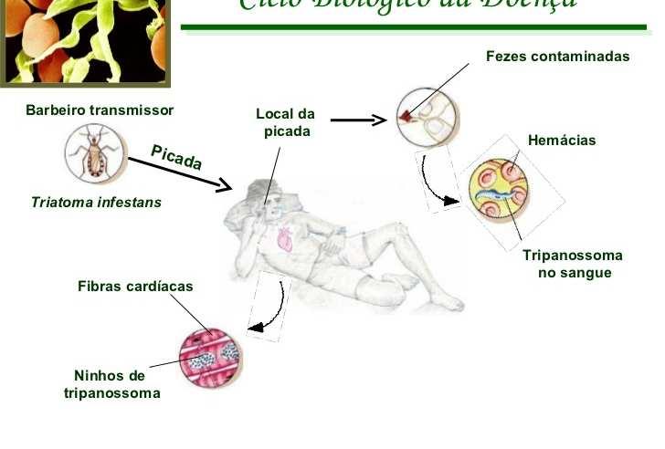 tatus e gambás; - O protozoário é transmitido pela picada de um inseto,