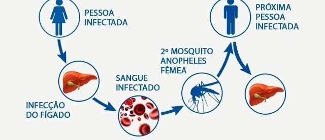 plasmódios invadem as células do fígado As céls.