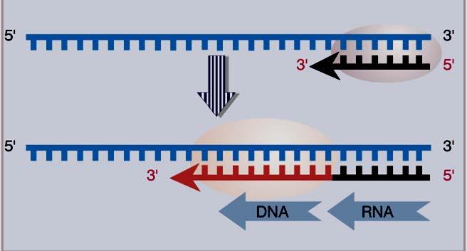 As DNA-polimerases sempre requerem um iniciador ou primer
