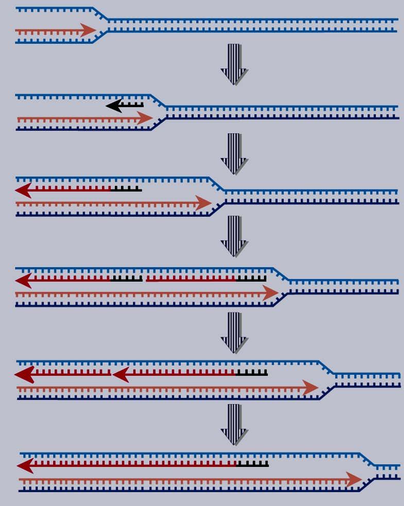 Fragmentos de Okasaki ocorrem na fita descontínua A DNA polimerase III é responsável pela síntese da