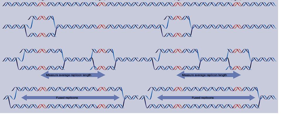 O genoma eucariótico constitui-se de vários replicons A velocidade da forquillha de replicação eucariótica é 2.