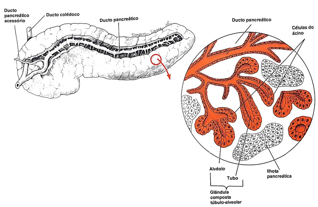 PÂNCREAS Ilhotas Pancreáticas (parte endócrina) Células alfa (glucagon) hiperglicemia Células