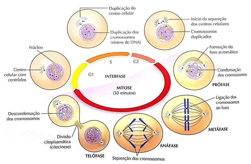 CICLO