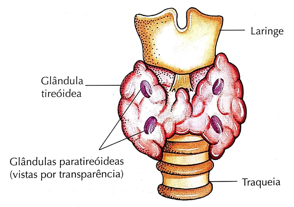 TIREOIDE E