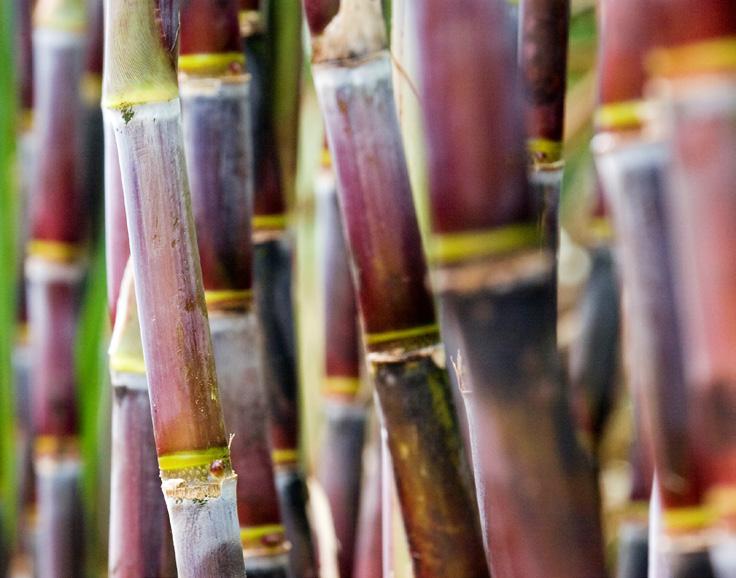 agrícola quanto no pecuário, com destaque para