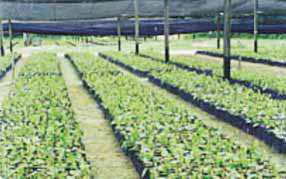 Cultivo da Pimenteira-do-reino na Região Norte 55 Fig. 8. Mudas de pimenteira-do-reino mantidas em viveiro por 2 a 6 meses antes do plantio, no campo.