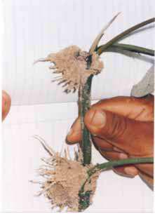 52 Cultivo da Pimenteira-do-reino na Região Norte Fig. 5. Emissão de raízes em estacas herbáceas, 30 dias após o plantio em câmara de pré-enraizamento.