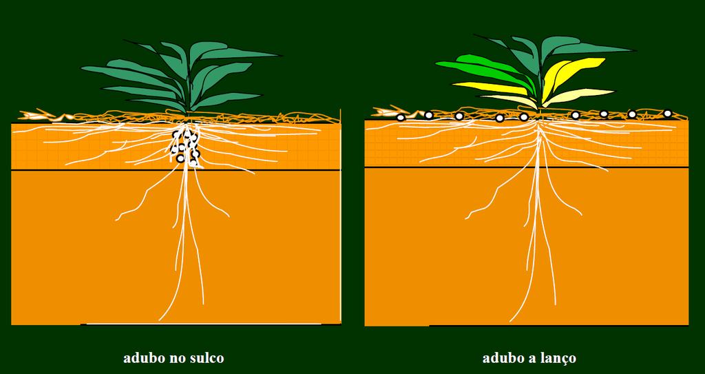 ADUBAÇÃ DAS CULTURAS DE GRÃS: FÓSFR Essencial para o estabelecimento de todas as culturas de