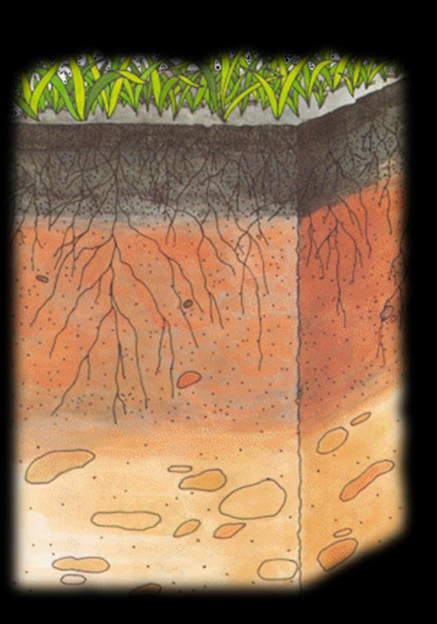 SL AGRÍCLA solo atua como meio de sustentação e fornecedor de água e NUTRIENTES para as plantas SL FÉRTIL: - Solo que tem a capacidade de suprir às plantas os
