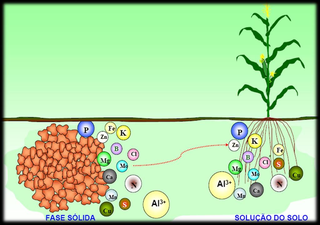 Adequação da fertilidade química do solo: CALAGEM e ADUBAÇÃ ADUBAÇÃ - Fornecer nutrientes à planta CALAGEM - Reduz Al (tóxico) e H + - Adiciona Ca