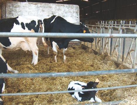 Melhorar a Fertilidade das Vacas (DPR) A avaliação da Taxa de Gestação das Filhas (DPR Daugthers Pregnancy Rate) está disponível nos EUA há cerca de seis anos, pelo que este é o momento certo para