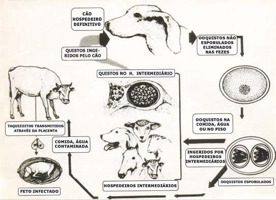 Saúde Animal - Infecção por Neospora Neste capítulo abordaremos a infecção por Neospora.