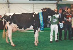 Nessa mesma tarde de Sábado, ainda se atribuiu o título de melhor vaca seca do concurso, a um animal da exploração Luís Filipe Oliveira Couto Reis, filha do touro