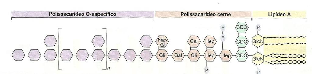 Estrutura do LPS 3 componentes ligados covalentemente: lipídeo A, polissacarídeo